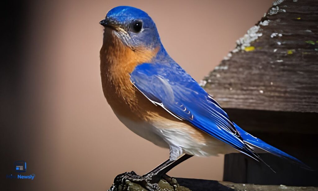 eastern-bluebird