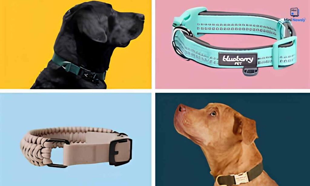medium-dog-collar