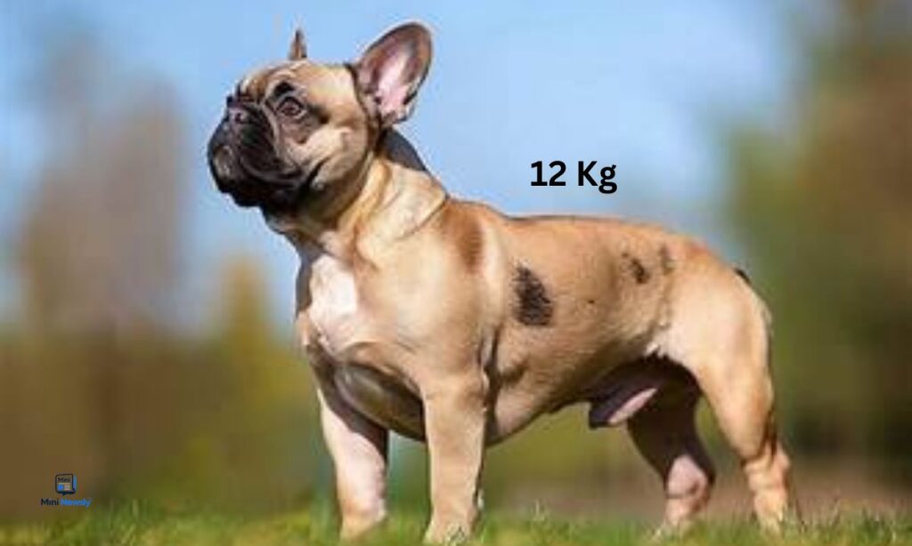 a-full-grown-french-bulldog