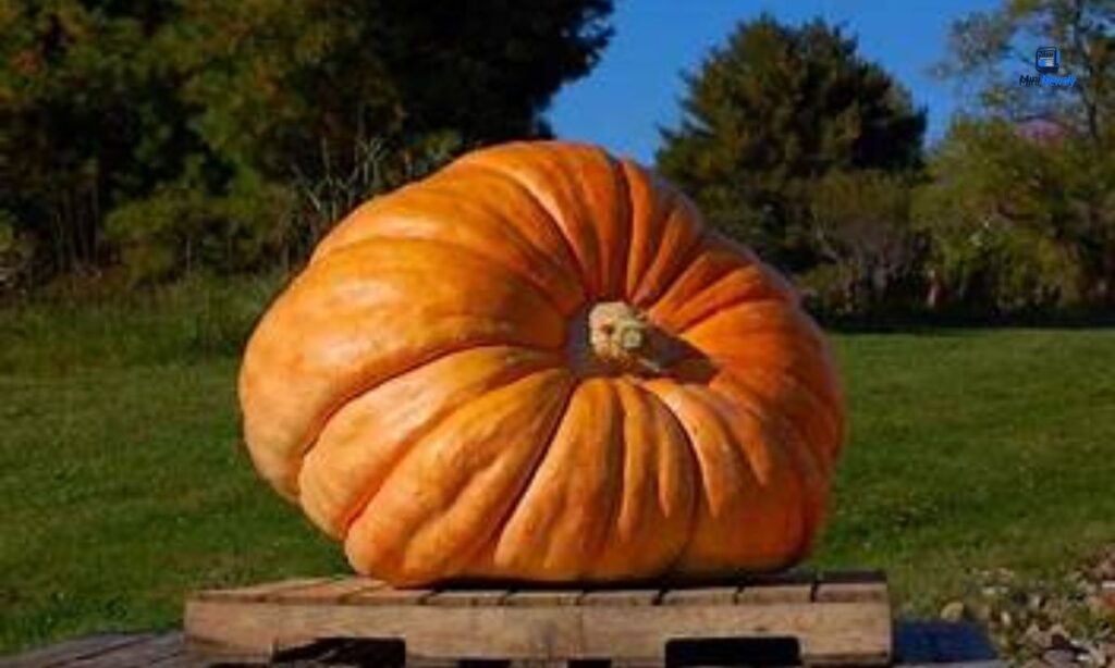 a-large-pumpkin-15-kg