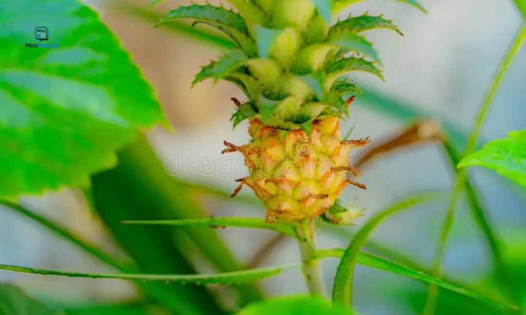 a-small-pineapple