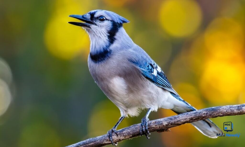 blue-jay