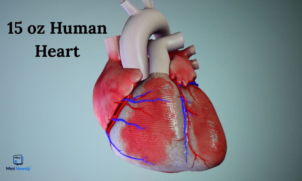 human-heart