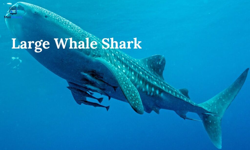 large-whale-shark