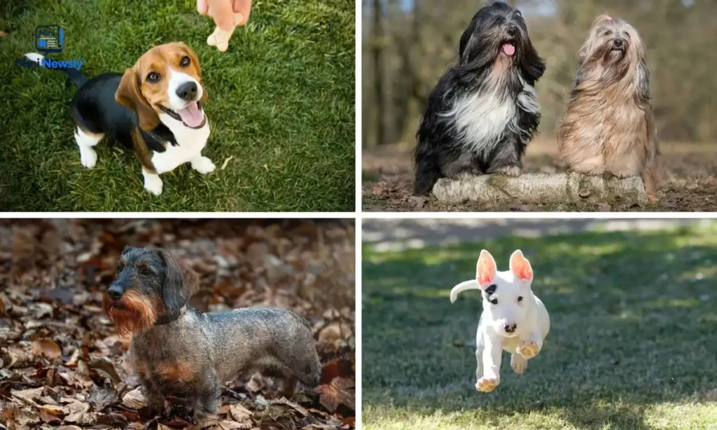 medium-sized-dog