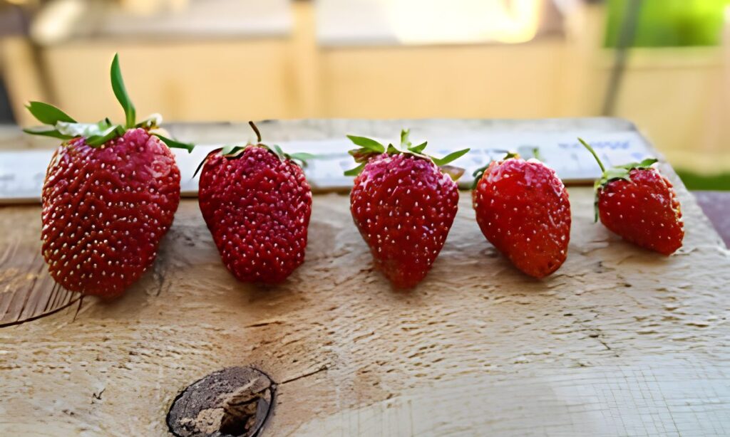 one-medium-strawberry