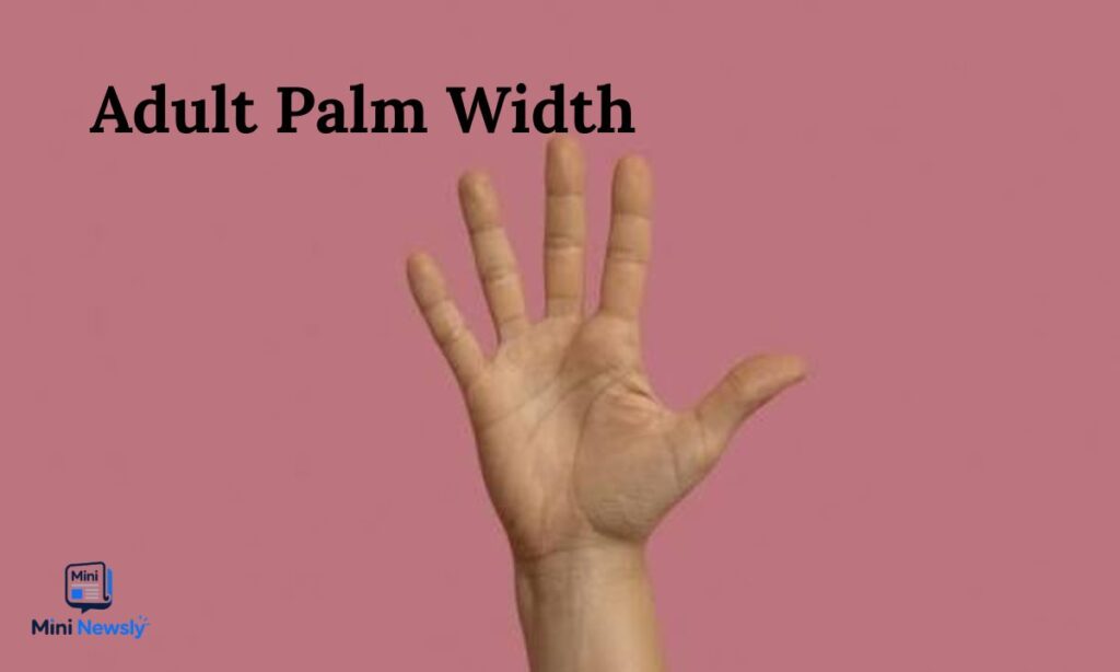 Adult Palm Width